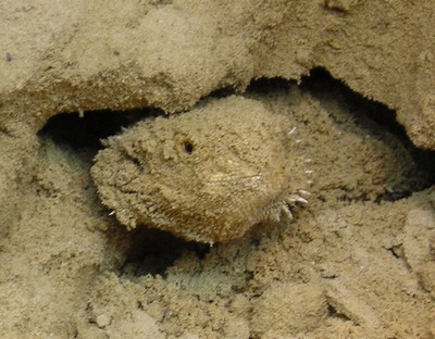 Bartagame verbuddelt sich für die Winterruhe